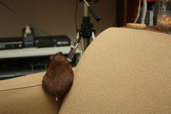 Sharing, with my hamster Lucy.