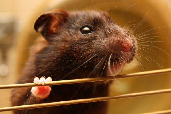 Sharing, with my hamster Lucy.