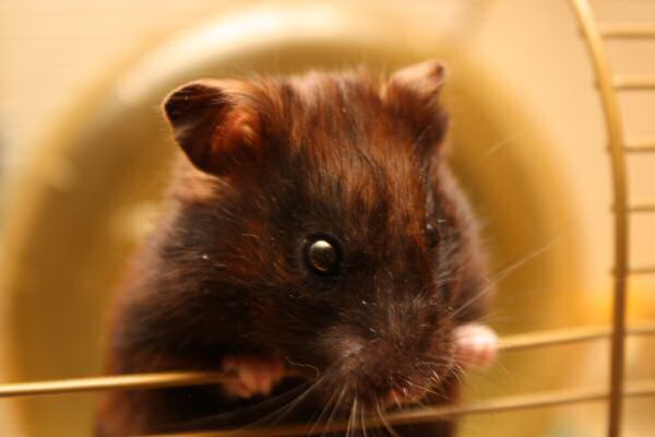 Sharing, with my hamster Lucy.