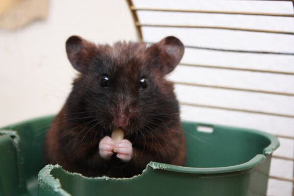 Observing my hamster Lucy.