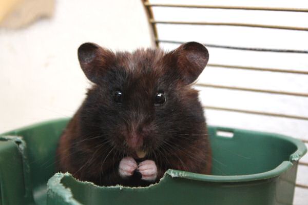 Observing my hamster Lucy.