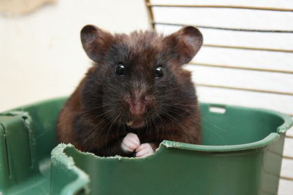 Observing my hamster Lucy.