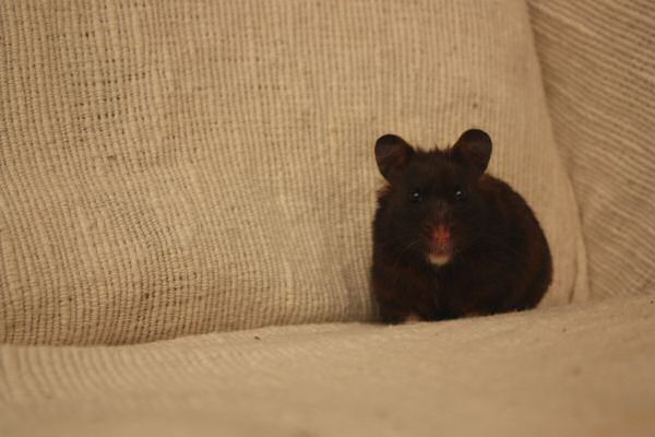 My ambitious hamster: Lucy!