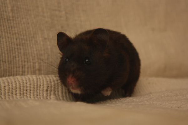 My ambitious hamster: Lucy!