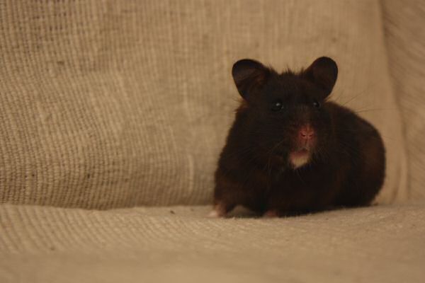 My ambitious hamster: Lucy!