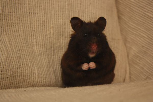 My ambitious hamster: Lucy!