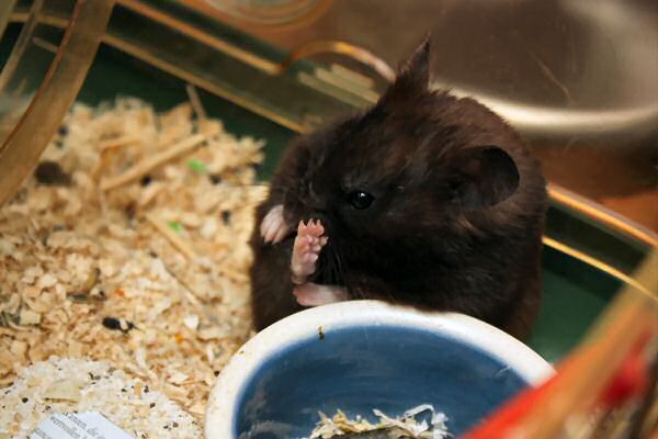 My hamster Lucy's wash...