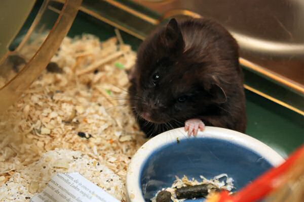 My hamster Lucy's wash...