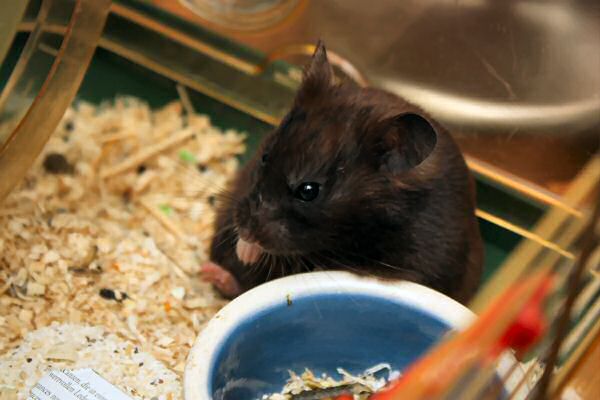 My hamster Lucy's wash...