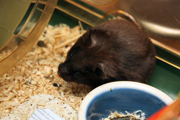 My hamster Lucy's wash...