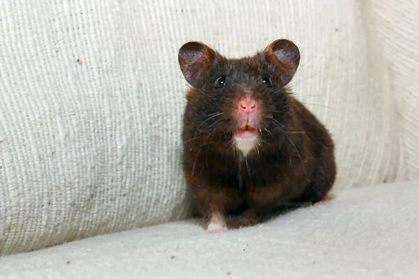 My hamster Lucy on (World?) Animal Day in the Netherlands.