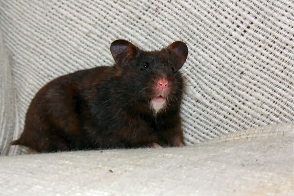 My hamster Lucy on (World?) Animal Day in the Netherlands.