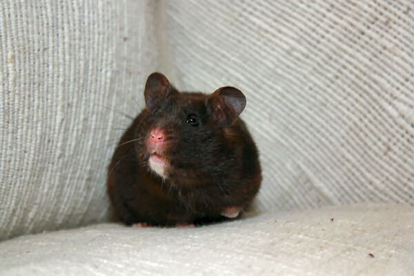 My hamster Lucy on (World?) Animal Day in the Netherlands.