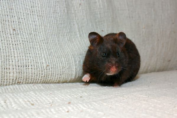 My hamster Lucy on (World?) Animal Day in the Netherlands.