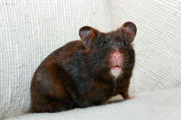 My hamster Lucy on (World?) Animal Day in the Netherlands.