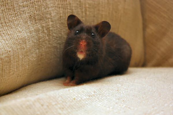 My hamster Lucy on (World?) Animal Day in the Netherlands.