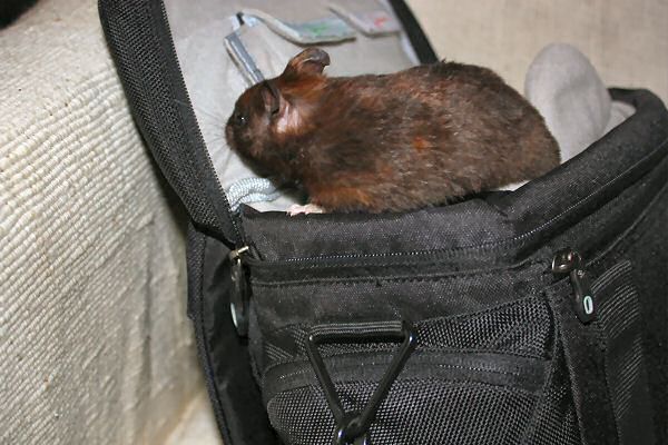 My hamster Lucy and HamsterTracker-Hardware Fixes.