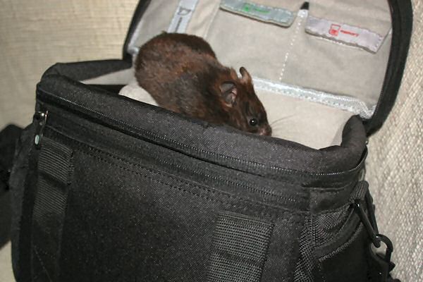 My hamster Lucy and HamsterTracker-Hardware Fixes.