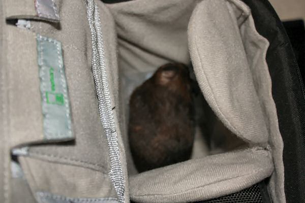 My hamster Lucy and HamsterTracker-Hardware Fixes.