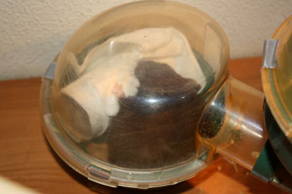 My hamster Lucy's bedroom clean challenge...