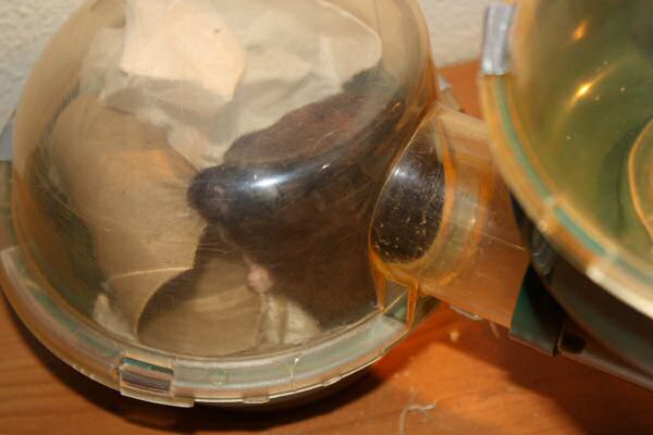 My hamster Lucy's bedroom clean challenge...