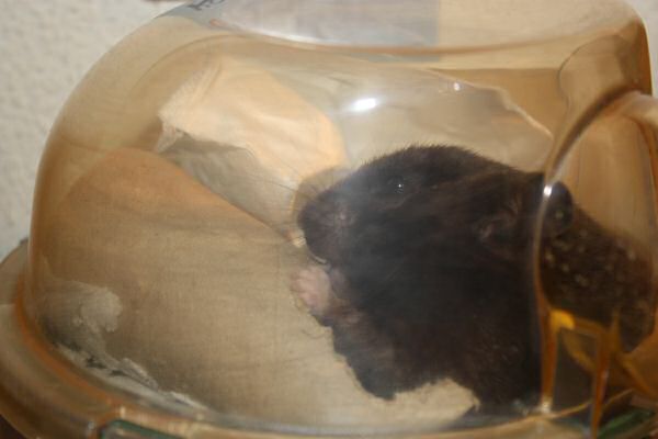 My hamster Lucy's bedroom clean challenge...