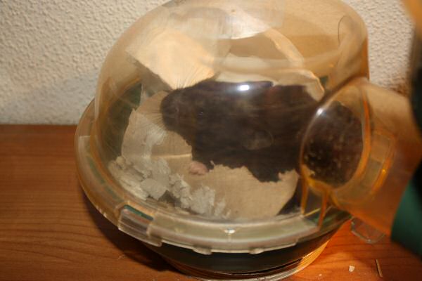 My hamster Lucy's bedroom clean challenge...