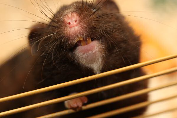 My hamster Lucy's giggle...