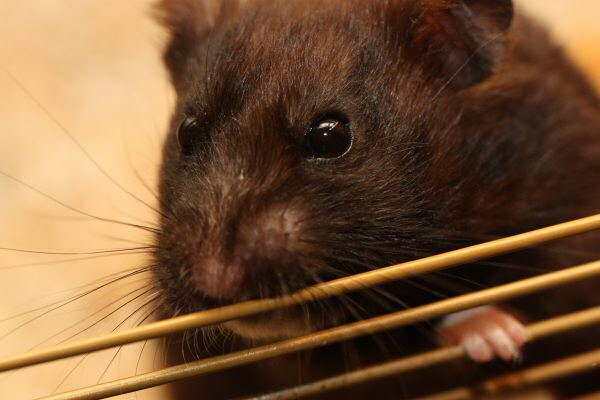 My hamster Lucy's giggle...