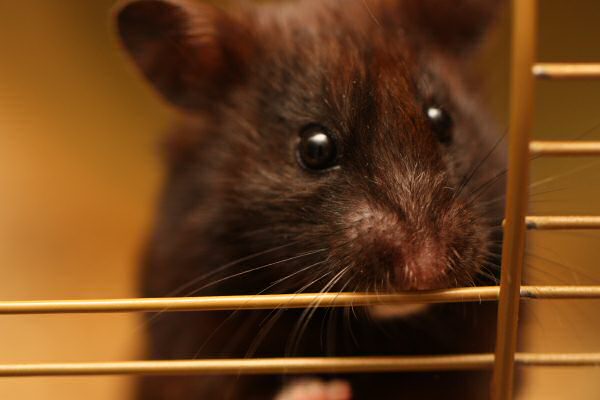 My hamster Lucy's giggle...