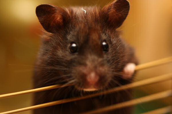 My hamster Lucy's giggle...