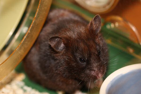 My hamster Lucy's giggle...