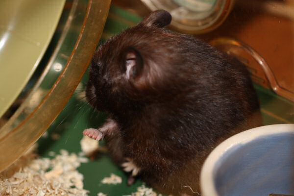 My hamster Lucy's giggle...