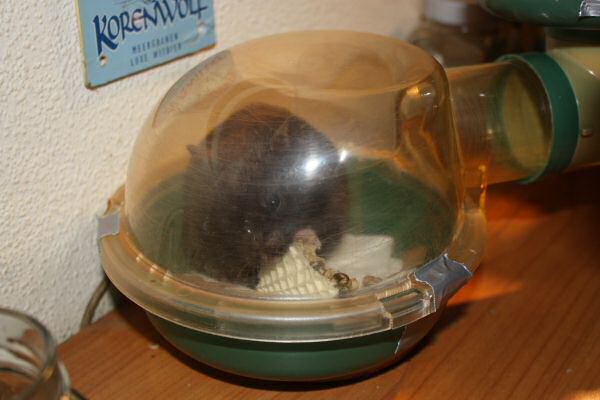 Lucy's, much needed, Bedroom Clean Chores!