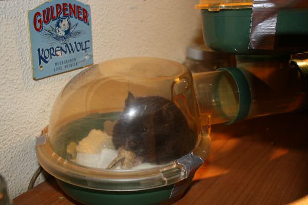 Lucy's, much needed, Bedroom Clean Chores!