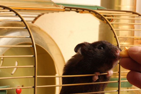 Treats for my hamster Lucy.