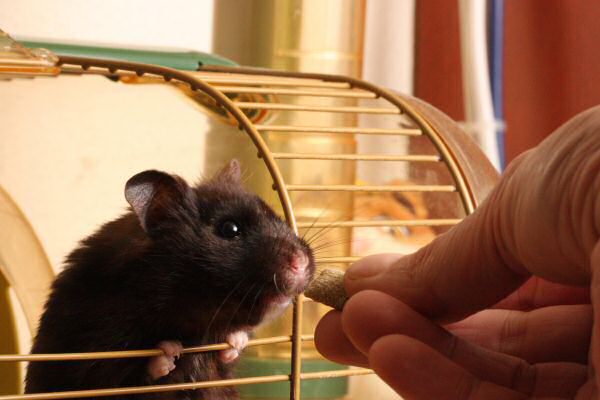 Treats for my hamster Lucy.