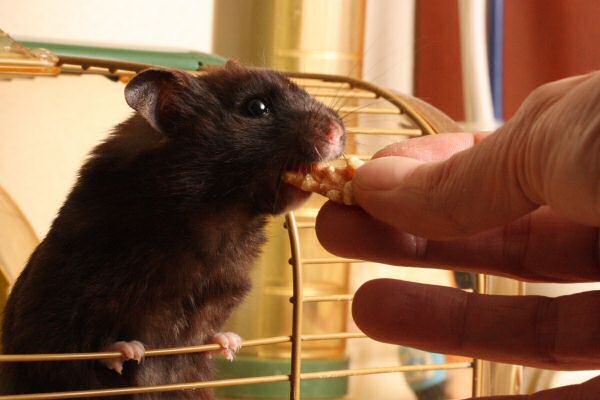 Treats for my hamster Lucy.