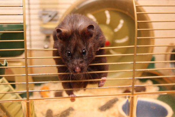 Treats for my hamster Lucy.