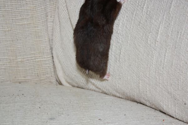 Another Lucy Trick ...