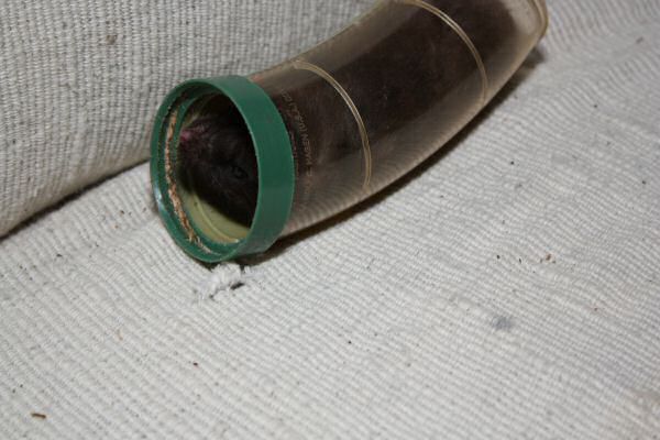 A Trick on Lucy ...('pay back'-Time!)