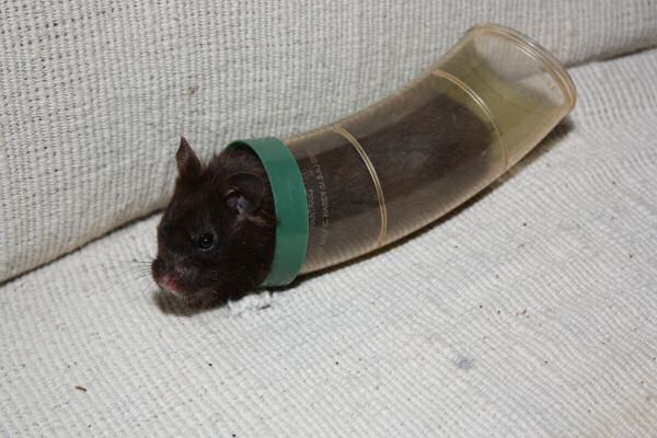 A Trick on Lucy ...('pay back'-Time!)