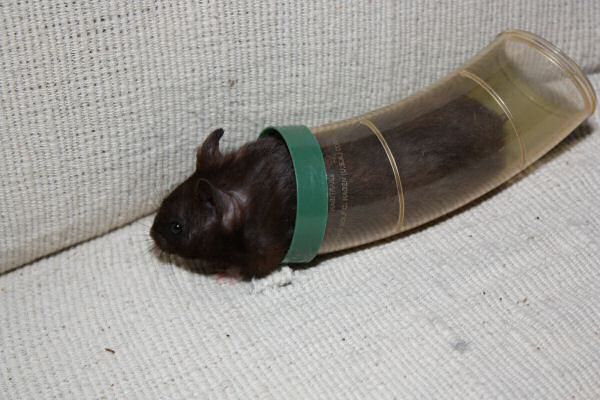 A Trick on Lucy ...('pay back'-Time!)