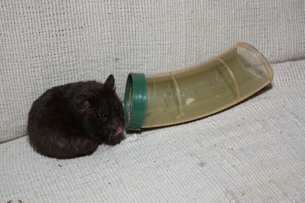 A Trick on Lucy ...('pay back'-Time!)