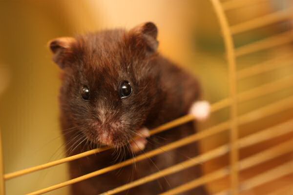 The winter weather at HamsterTracker ...