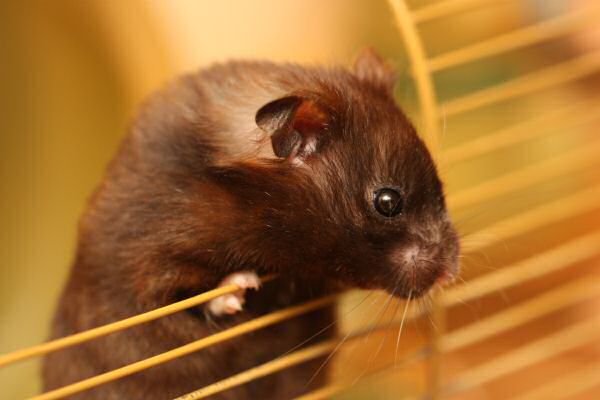 The winter weather at HamsterTracker ...