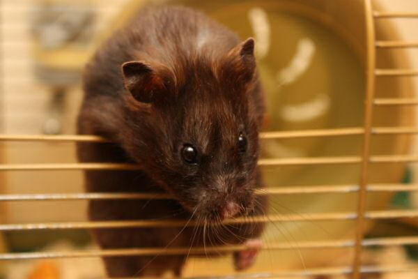 Happy Holidays, dear HamsterTracker-Dudes and -Dudettes !