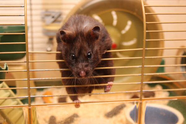 Happy Holidays, dear HamsterTracker-Dudes and -Dudettes !