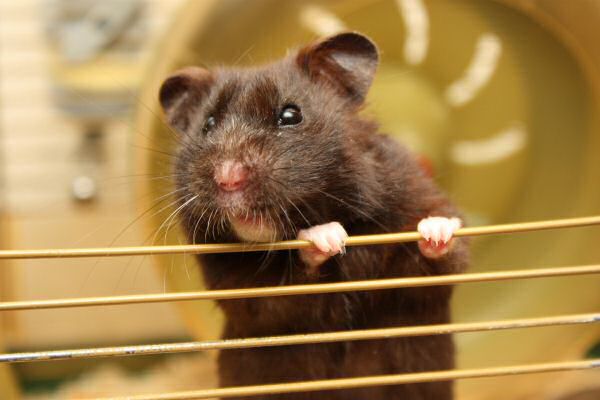 Happy Holidays, dear HamsterTracker-Dudes and -Dudettes !