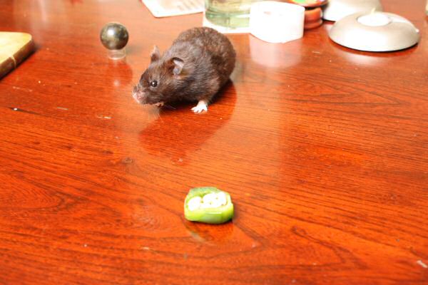 Happy Holidays, dear HamsterTracker-Dudes and -Dudettes !